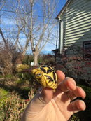 Sri Lankan Star Tortoise 2025