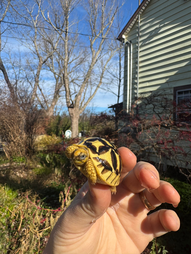 Sri Lankan Star Tortoise 2025