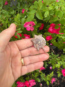 Albino Florida Snapping Turtle 2026