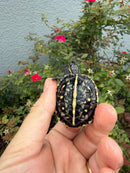 HI YELLOW Florida Box Turtle