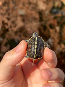 HI YELLOW Florida Box Turtle Baby