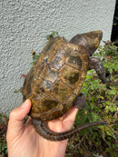 Chinese Big Head Turtle Adult Male