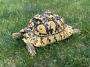 HI White Leopard Tortoise Adult Female