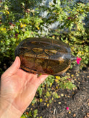 Pacific Giant Musk Turtle Adult Female