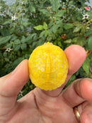 Albino Florida Red Bellied Turtle 2026