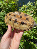 Mexican Giant Musk Adult Pair