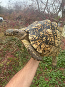South African Giant Leopard Tortoise Adult Female