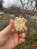 Hi White Leopard Tortoise 2026