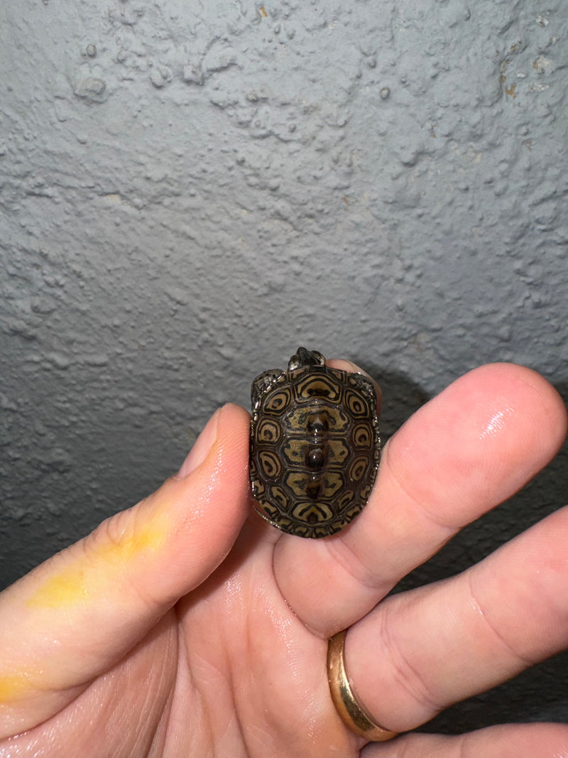 Hi White Concentric Diamondback Terrapin 2024