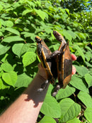Twist-necked Turtle LTC Pair