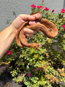 Red Salt Marsh Water Snake Adult Female