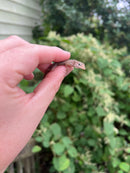 Giant Dalmatian Anole (Anolis sabanus)