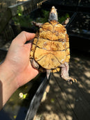 Florida Box Turtle Adult Male