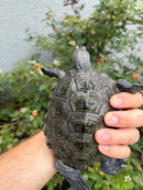 Northern Diamondback Terrapin Adult Female