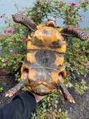 Red Foot Tortoise Adult Male