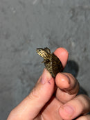 Hi White Concentric Diamondback Terrapin 2023