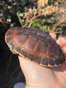 Malayan Snail-eating Turtle Adult Male