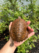 Flat Shell Turtle Juvenile Female 2025