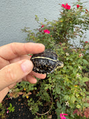 HI YELLOW Florida Box Turtle