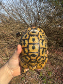 Libyan Greek Tortoise Adult Male