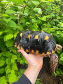 Suriname Red Foot Tortoise Adult Male