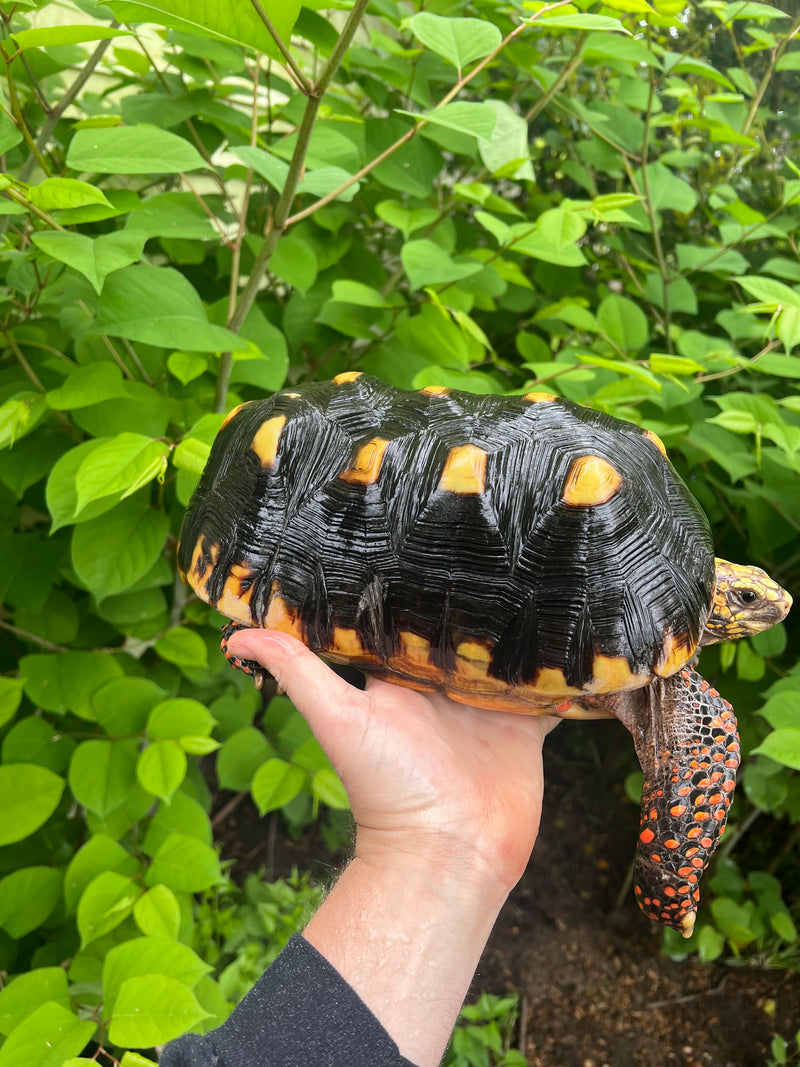 Suriname Red Foot Tortoise Adult Male