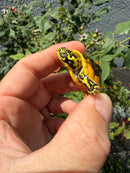 Supernova Golden Flame Florida Red Bellied Turtle