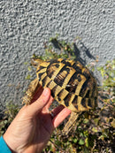 Eastern Hermann's Tortoise Adult Male
