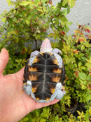 Ornate Diamondback Terrapin Male