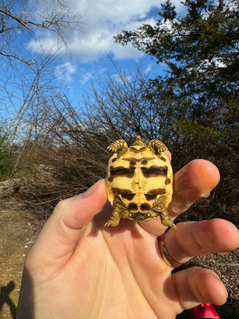 Sri Lankan Star Tortoise 2024