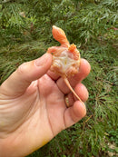 Baby Albino Common Snapping Turtle (No Eyes) (Chelydra serpentina)