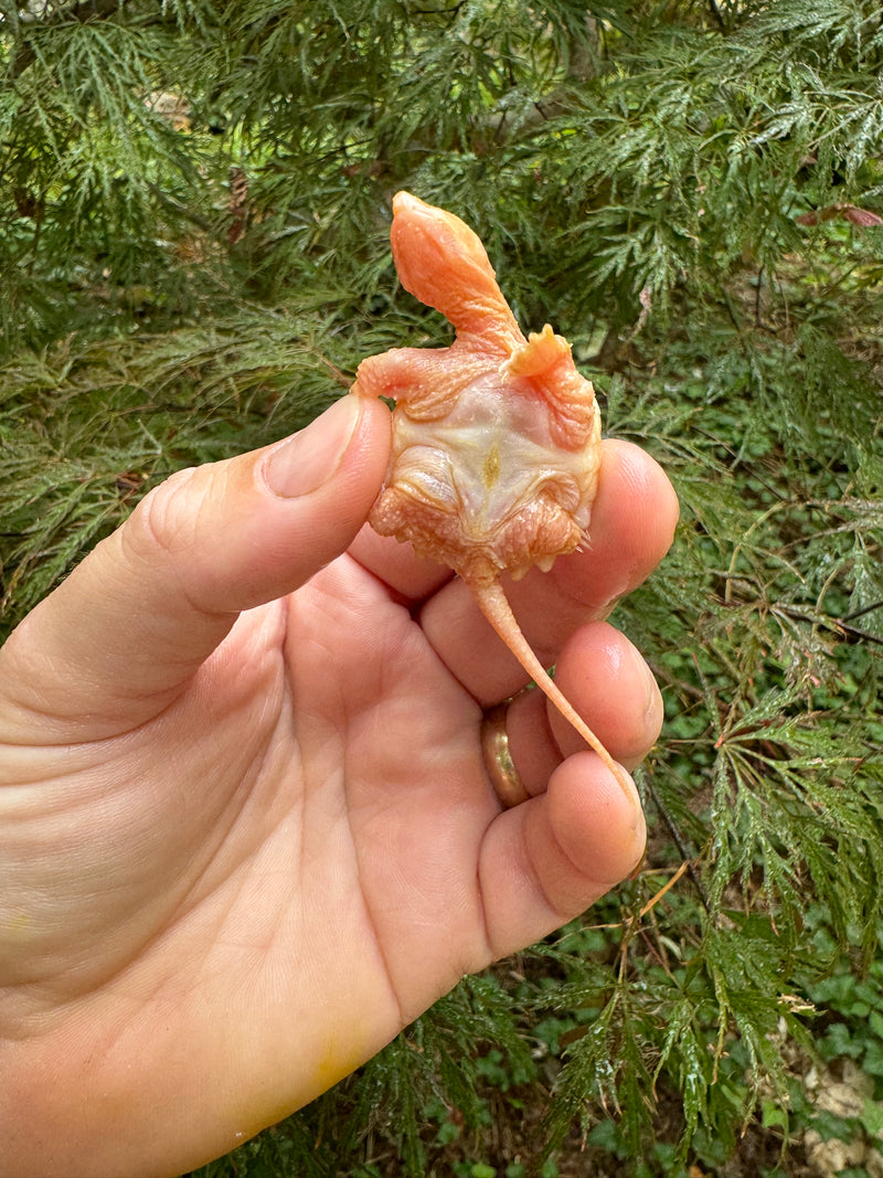 Baby Albino Common Snapping Turtle (No Eyes) (Chelydra serpentina)