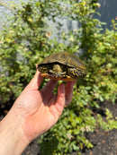 Sicilian Pond Turtle Adult Pair