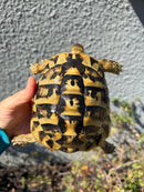 Eastern Hermann's Tortoise Adult Male