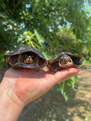 Black Marsh Turtle Adult Pair