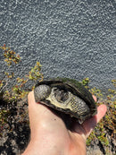 European Pond Turtle Adult Pair