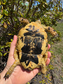 Libyan Greek Tortoise Adult Female