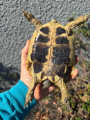 Eastern Hermann's Tortoise Adult Female