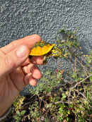 Supernova Golden Flame Florida Red Bellied Turtle