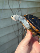 Ornate Diamondback Terrapin Female