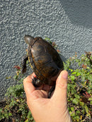Franco-Italian Pond Turtle Adult Male