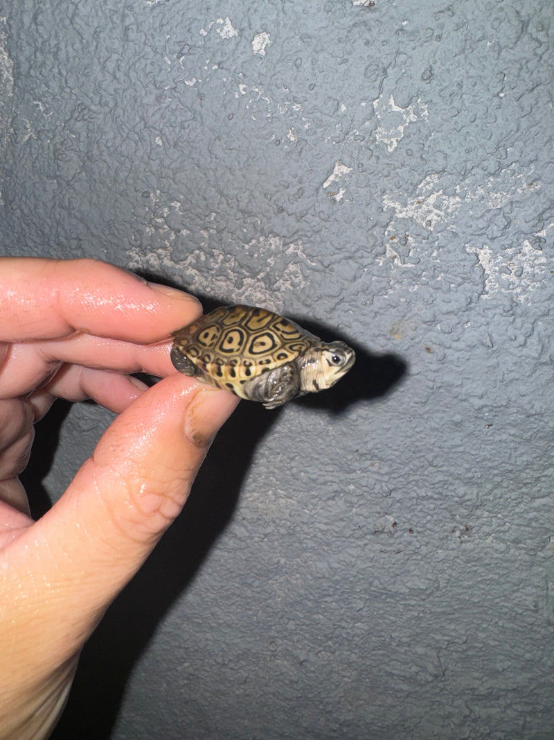 Hi White Concentric Diamondback Terrapin 2024