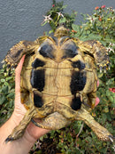 Eastern Hermann's Tortoise Adult Male