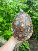Pink Bellied Snapping Turtle Adults Female