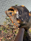 Barbados Red Foot Tortoise Adult Male