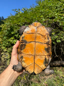 Keeled Box Turtle Adult Female