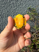 Supernova Golden Flame Florida Red Bellied Turtle