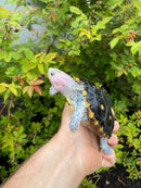 Ornate Diamondback Terrapin Female