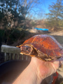 Spiny Hill Turtle Adult Pair