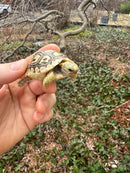Hi White Leopard Tortoise 2026